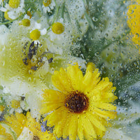 Celebration Big flowers taken by Claudia Smith | Braer Studio