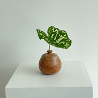 Pear Bud Vase Terracotta Sand