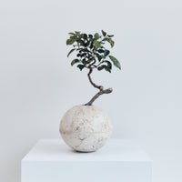 Relik Bonsai medium (Ficus Retusa) | Braer Studio | Concrete vase