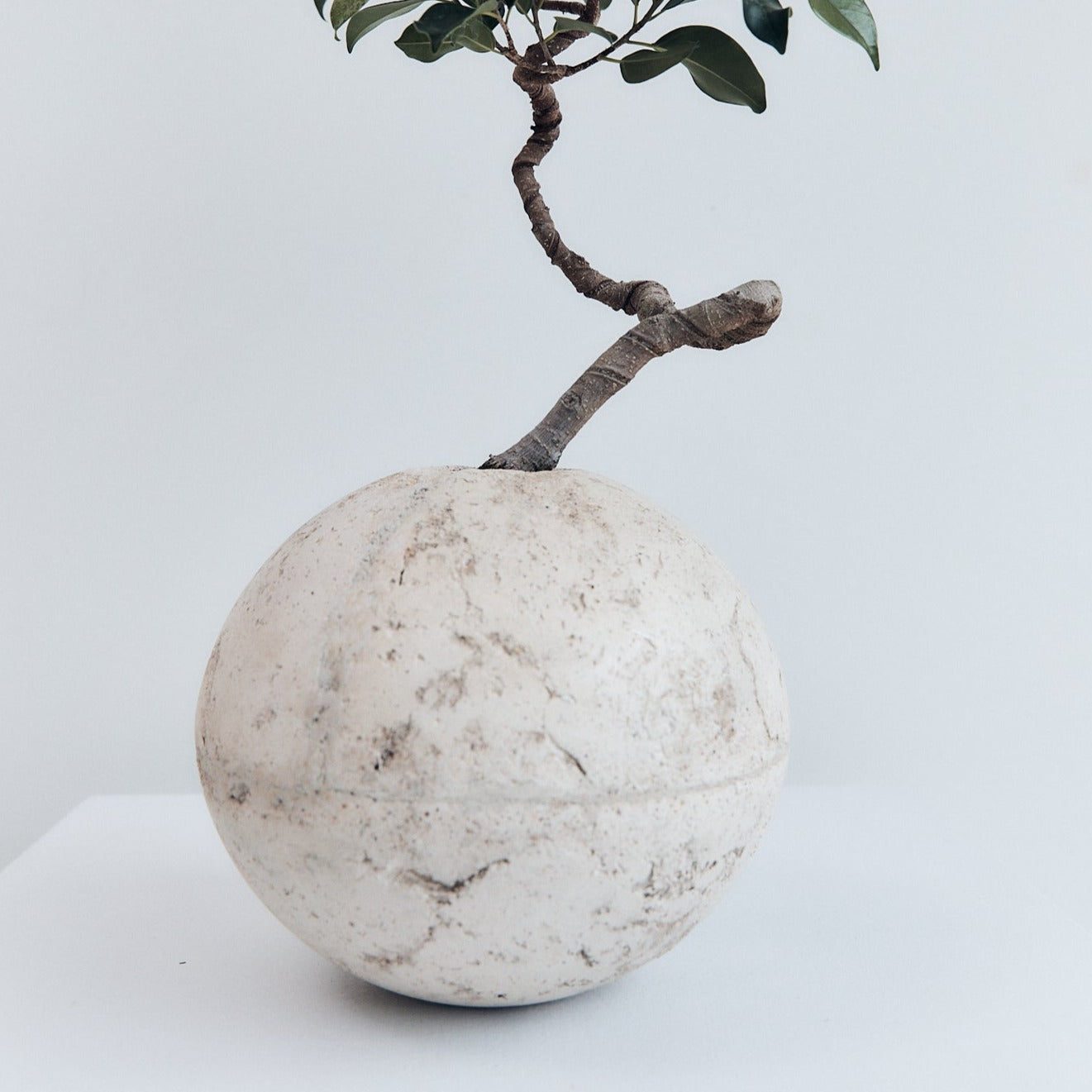 Relik Bonsai medium (Ficus Retusa) | Braer Studio | Concrete vase