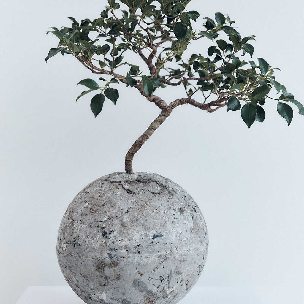 Relik Bonsai large (Ficus Retusa) | Braer Studio | Concrete vase