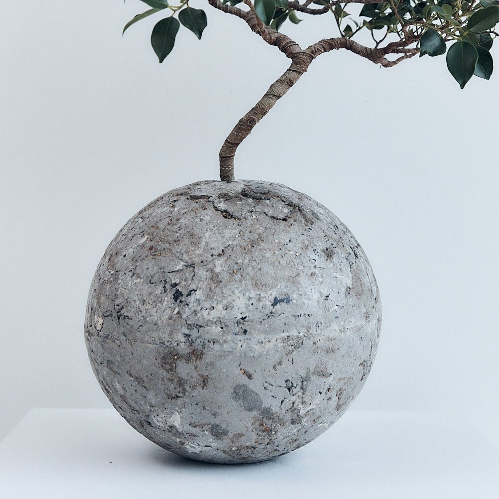 Relik Bonsai large (Ficus Retusa) | Braer Studio | Concrete vase