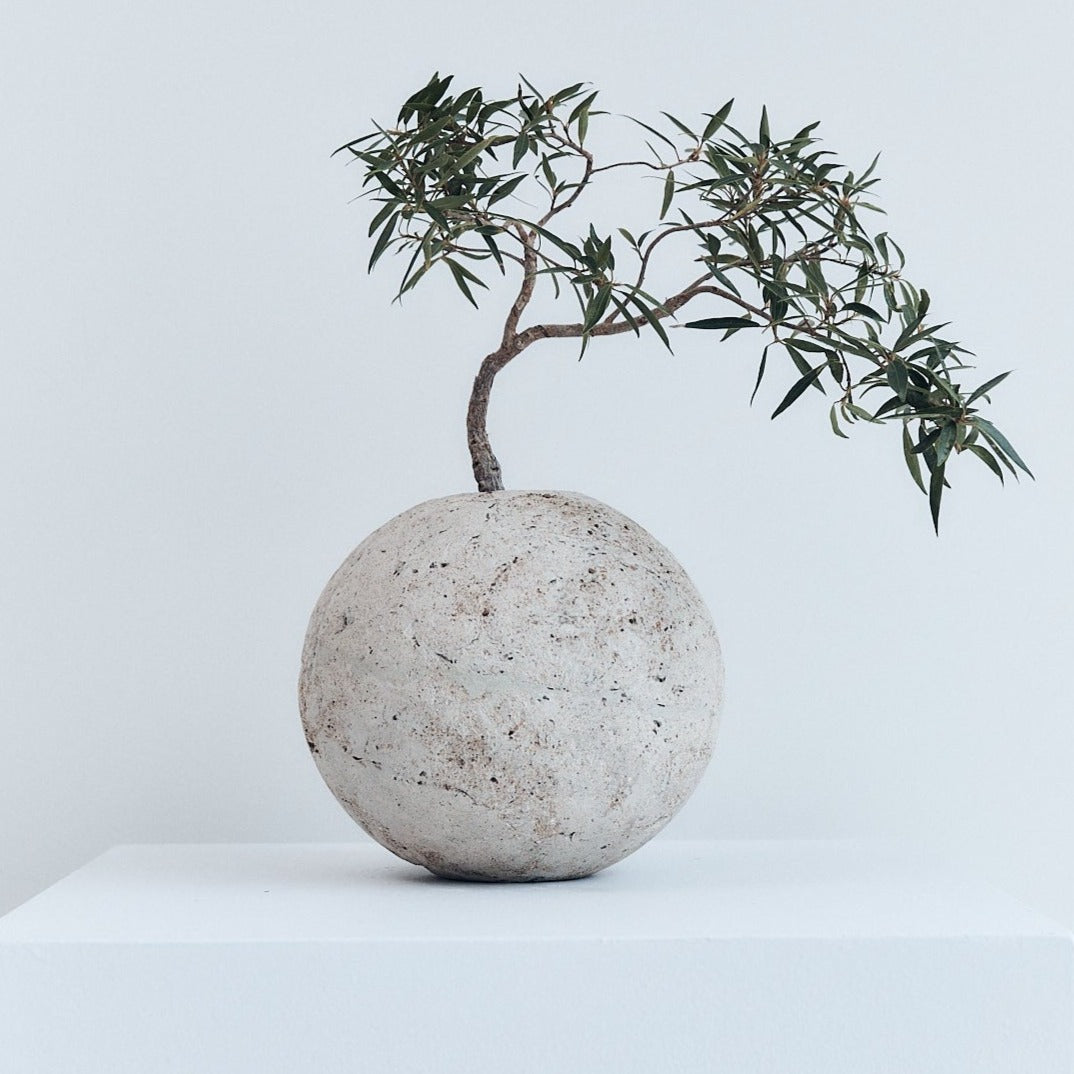  Relik Bonsai medium (Willow Leaf Ficus) | Braer studio | Concrete vase