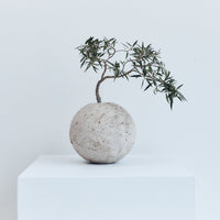  Relik Bonsai medium (Willow Leaf Ficus) | Braer studio | Concrete vase