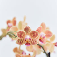 Mini Local Orchid | Braer Studio